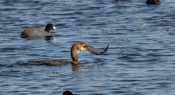 Double-Crested Cormorant Devouring Catfish