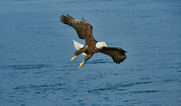 Bald Eagle Flying 1